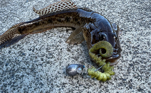 マハゼの釣果