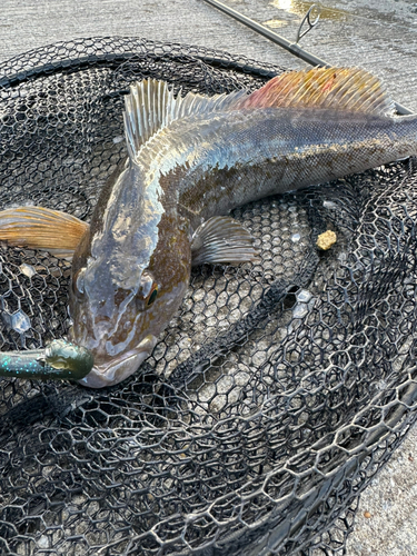 アイナメの釣果