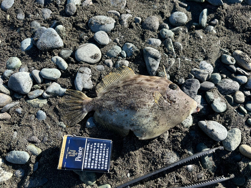 カワハギの釣果