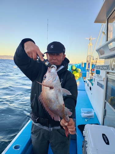 マダイの釣果