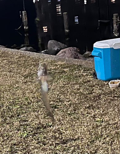 マハゼの釣果