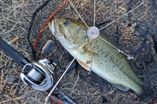 ハスの釣果