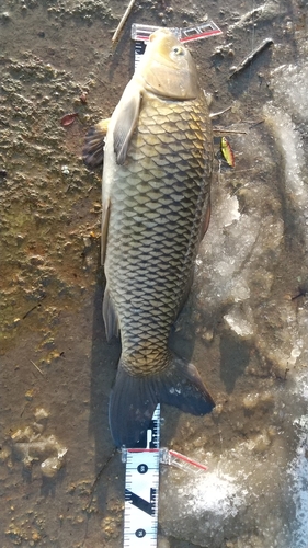 コイの釣果