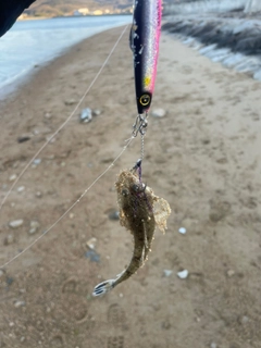 マゴチの釣果