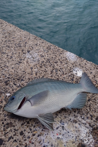 グレの釣果