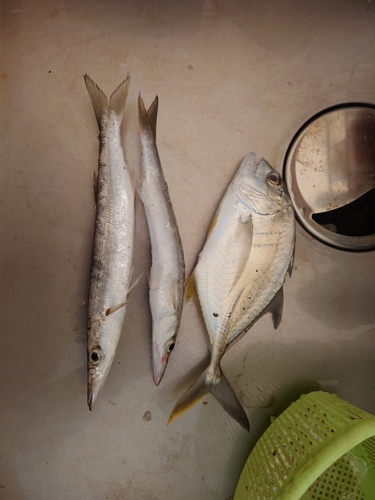 カマスの釣果