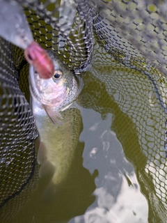 ニジマスの釣果