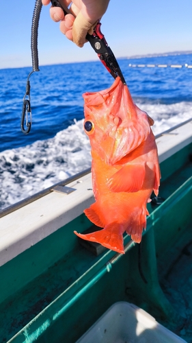 オキアナゴの釣果