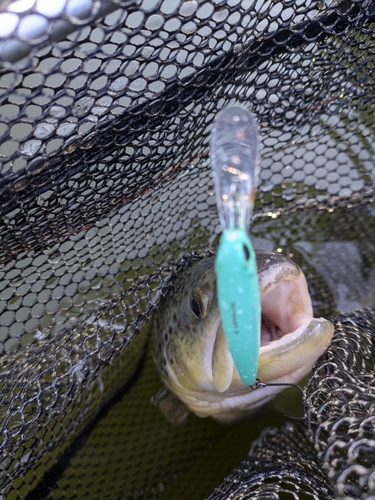 ブラウントラウトの釣果