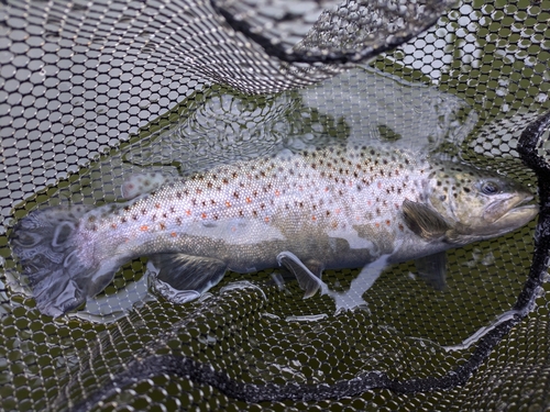 ブラウントラウトの釣果