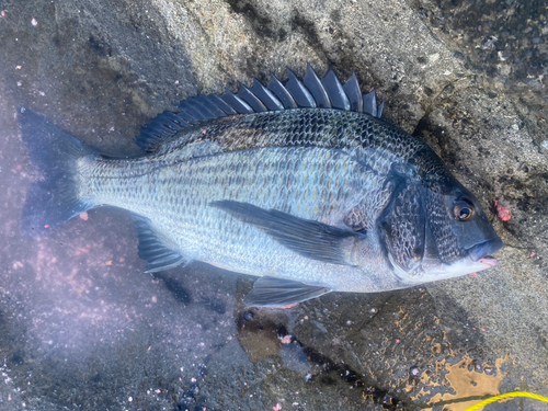 クロダイの釣果