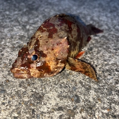 ヨロイメバルの釣果