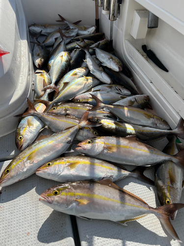 カンパチの釣果