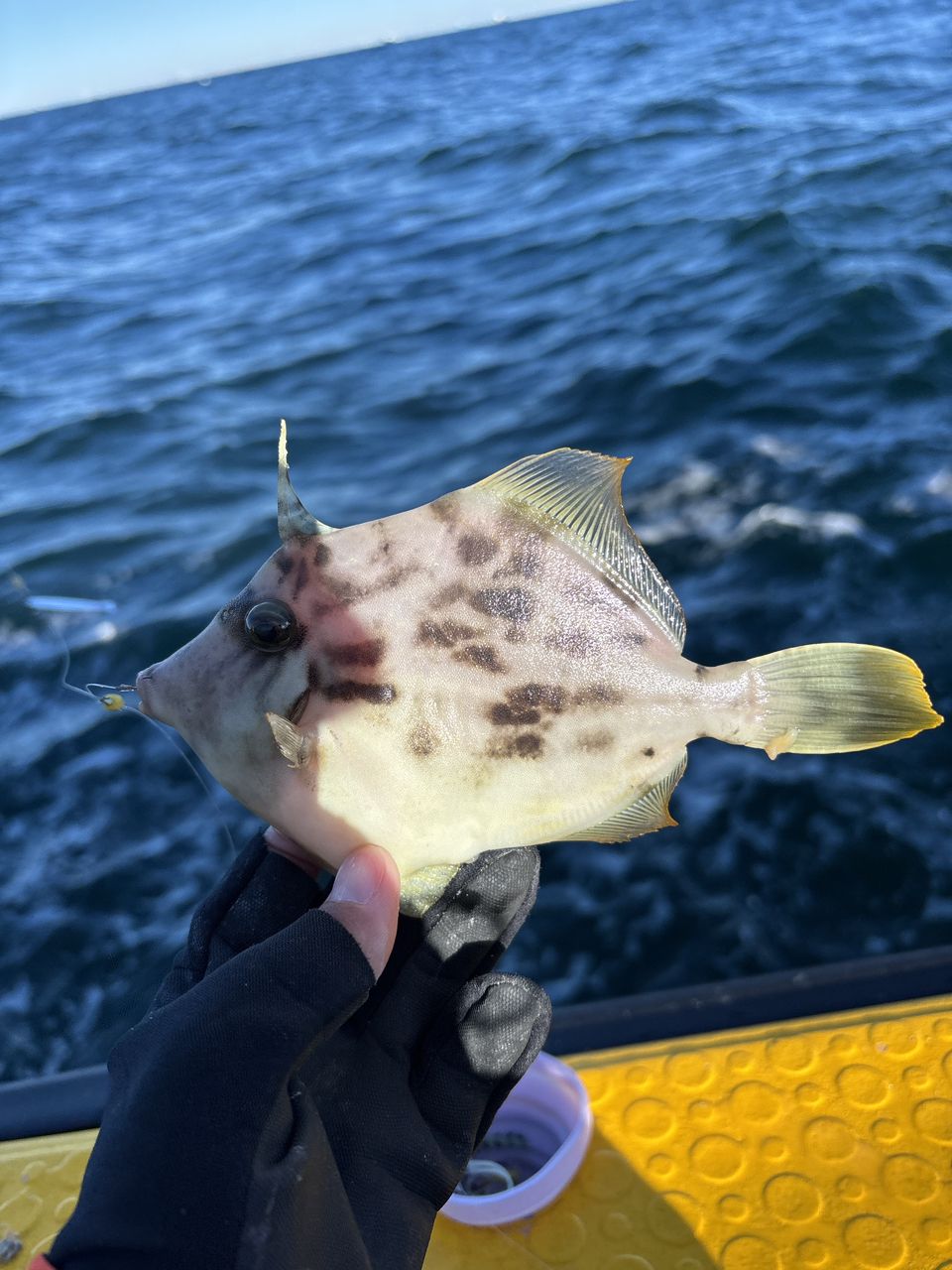 みゆ✨さんの釣果 1枚目の画像