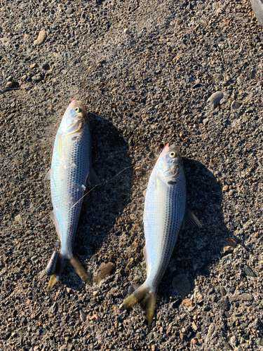 コノシロの釣果