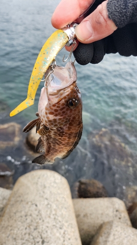 オオモンハタの釣果