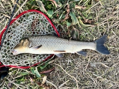 ニゴイの釣果