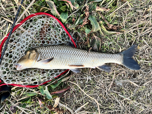 ニゴイの釣果