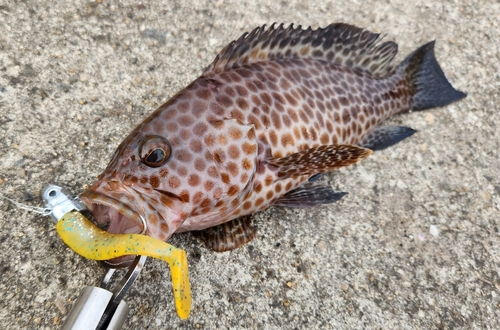 オオモンハタの釣果