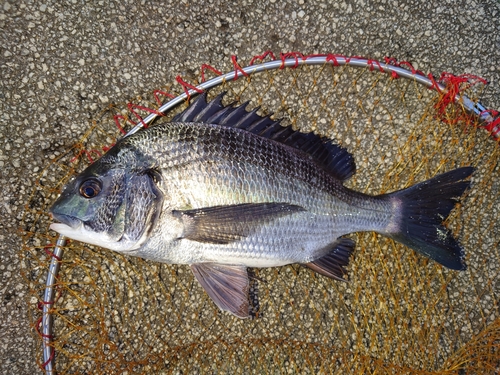 チヌの釣果