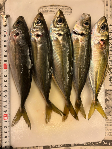 マアジの釣果