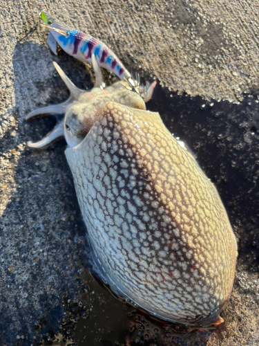 シリヤケイカの釣果