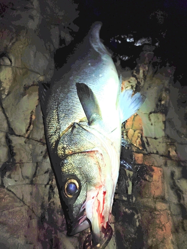 ヒラスズキの釣果