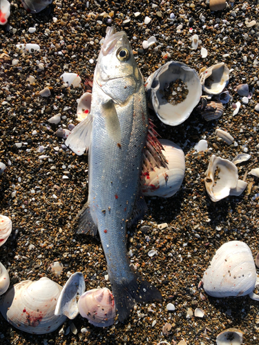 釣果