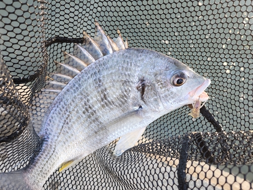 キビレの釣果