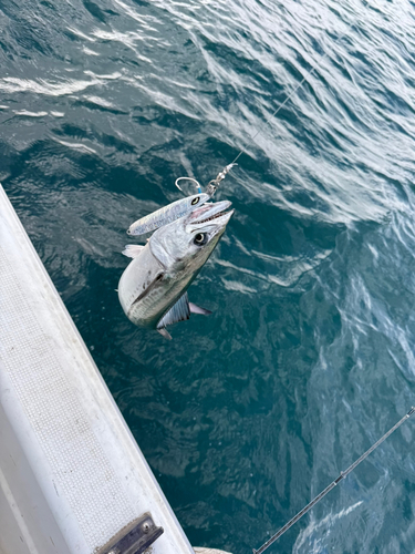 サゴシの釣果