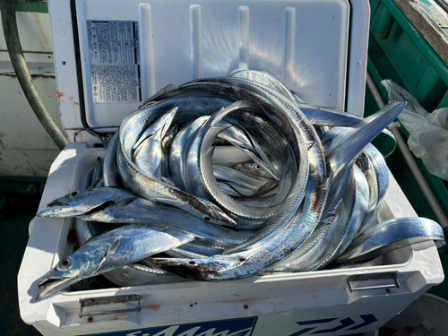 タチウオの釣果