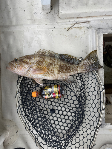 オオモンハタの釣果