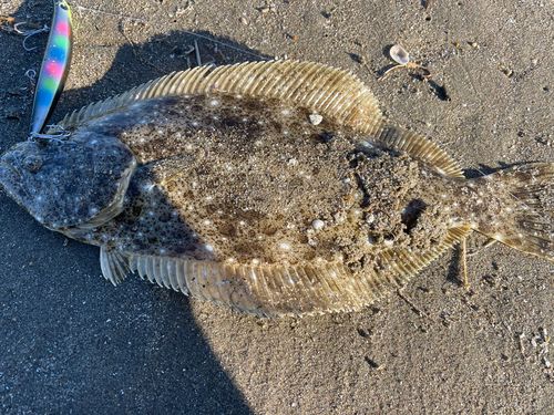 ヒラメの釣果