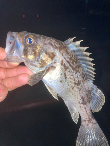 クロソイの釣果