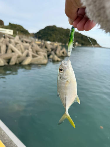 メッキの釣果