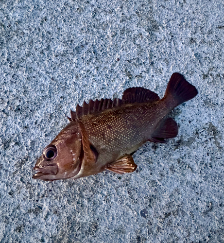 エゾメバルの釣果