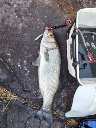 ヒラスズキの釣果