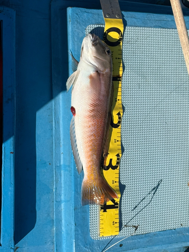 シロアマダイの釣果