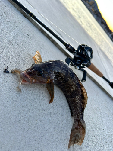 アイナメの釣果