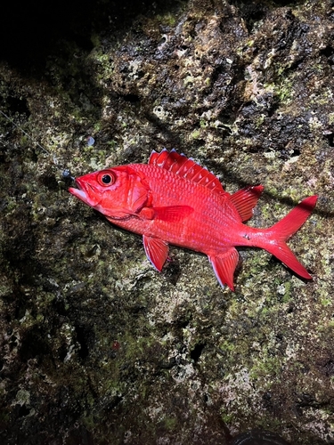 アオスジエビスの釣果