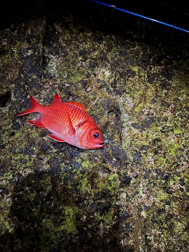 アカマツカサの釣果