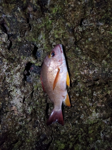 ヒメフエダイの釣果