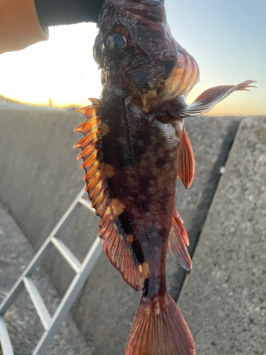 カサゴの釣果