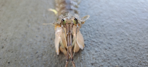 アナゴの釣果