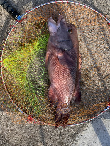 コブダイの釣果