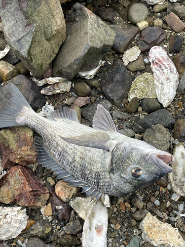 チヌの釣果