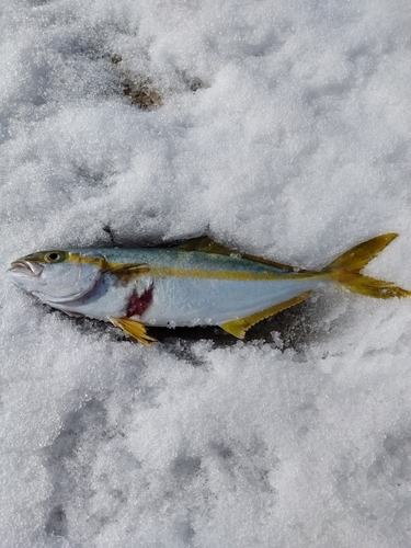 ヒラマサの釣果