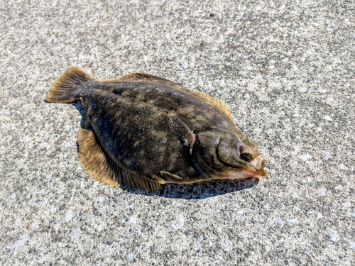 カレイの釣果