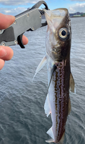 スケトウダラの釣果