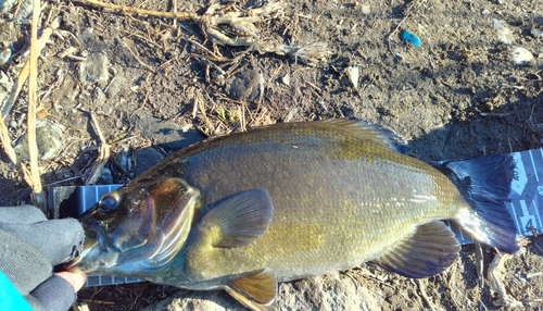 スモールマウスバスの釣果